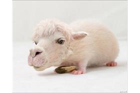 (名家)四不像動物_卡卡洛普