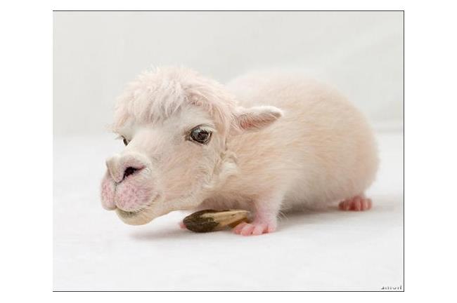 《四不像動物》讓人傻傻分不清真假！