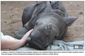 (名家)犀牛_煎蛋