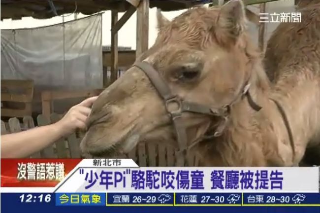 男童餐廳吃飯被「少年Pi」駱駝咬了
