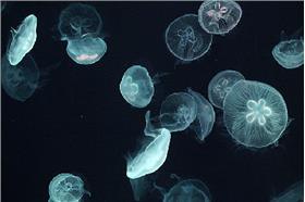 水母爆發（陸網）