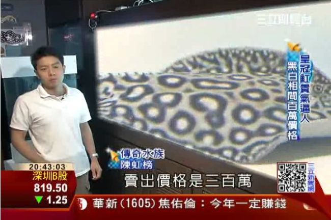 養隻大魚好有氣勢！魟魚夯、鯊魚看漲