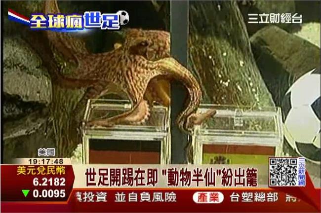 世足／章魚哥後繼有人？象龜駝搶接班