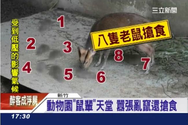動物園老鼠亂竄　園方：會放老鷹去抓