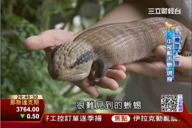 養貓狗太普通？帝王蠍、藍舌蜥成新寵