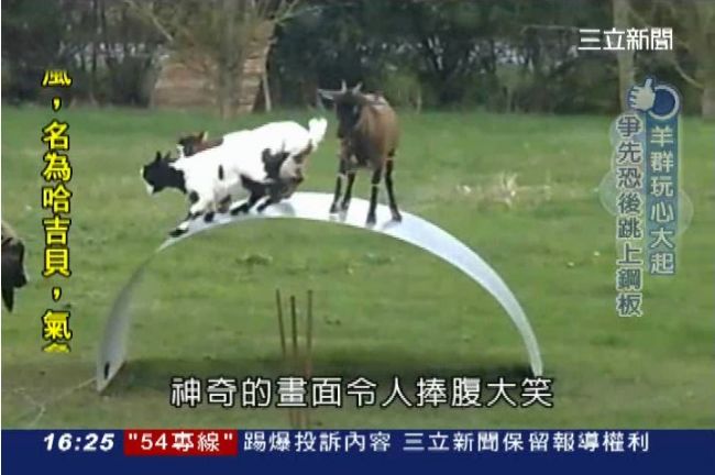 羊版「極限體能王」　羊群爭跳鋼板