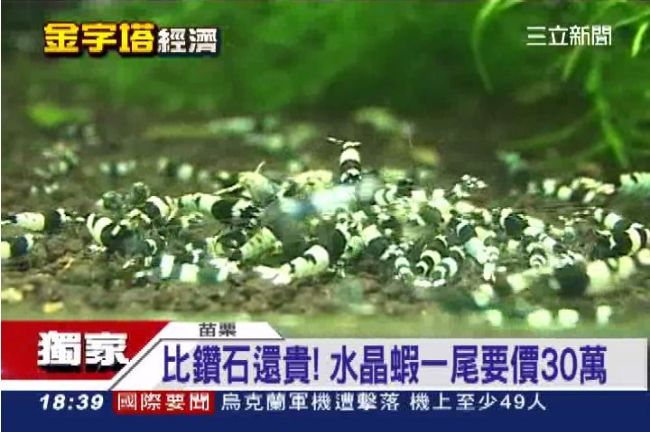 獨／比鑽石還貴！水晶蝦一尾要30萬