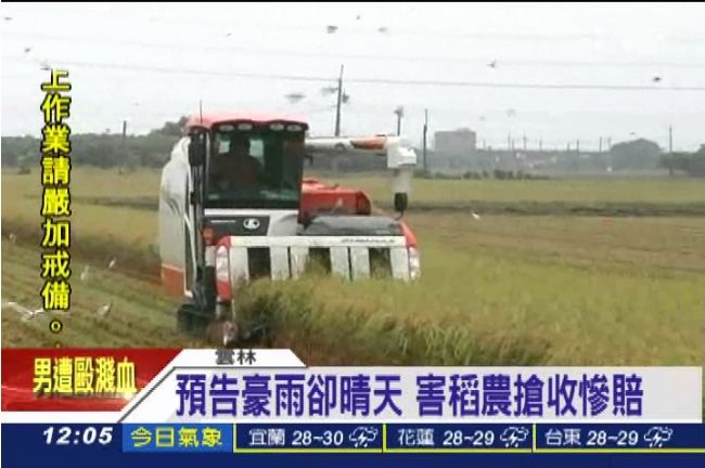 預告豪雨卻晴天！稻農每頃慘賠萬元