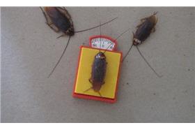 蟑螂_Kathy flickr CC License