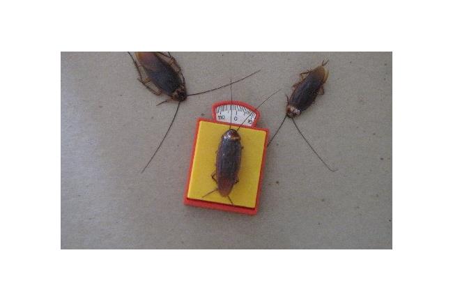 進擊的殺蟑法！超神準BB彈炸裂小強