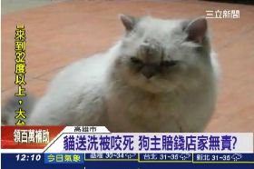 送洗貓慘死1200
