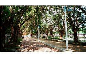 樹_（圖／Blowing Puffer Fish,flickr CC License）