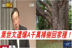 葉世文遭爆　連玉山之寶樟樹也A（維基）