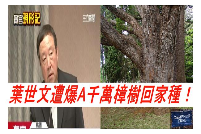 葉世文遭爆　連玉山之寶樟樹也A