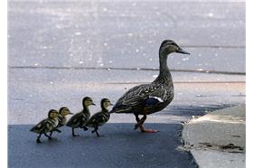 鴨子 flickr cc 作者Dawn Huczek