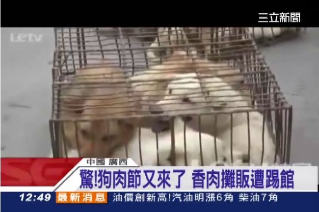 直擊！中國「狗肉節」每年殺1萬隻狗