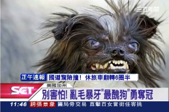我很醜可是我很溫柔！醜狗冠軍：花生