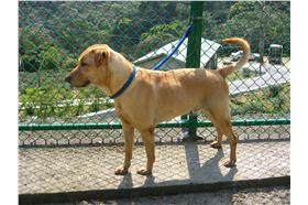 狗_新店動物之家FB粉絲專頁