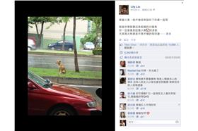 笨蛋小黃，翻攝臉書