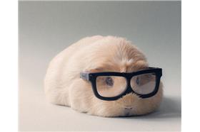 (名家)天竺鼠_卡卡洛普