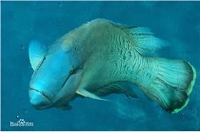 蘇眉魚　　百度百科