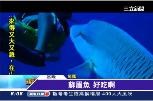 七月起列保育　一週3條龍王鯛被抓