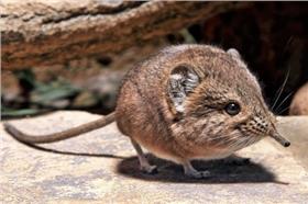 象鼩(大陸網站)