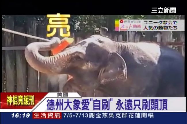 狗保母、刷頭象　動物耍萌指數爆表
