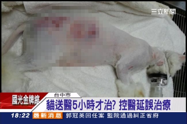 拖5小時才急救？飼主控獸醫害死愛貓