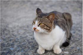 猴硐貓咪／flickr