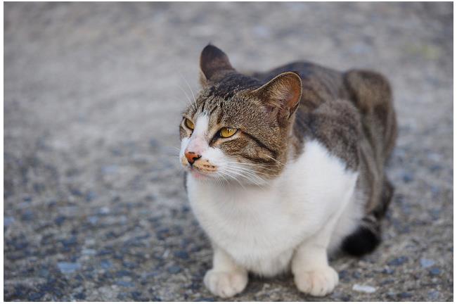 猴硐路跑虐貓？上萬貓迷連署請命改道