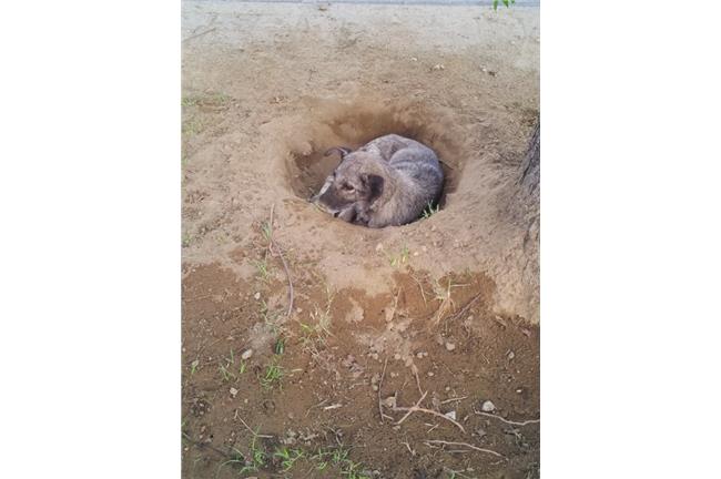 主人忘了我？　忠犬挖洞築巢等數日