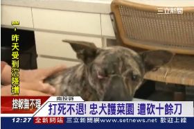 忠犬被賊砍g1200