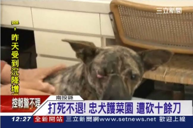 忠犬搏匪護菜園　遭砍瞎仍打死不退