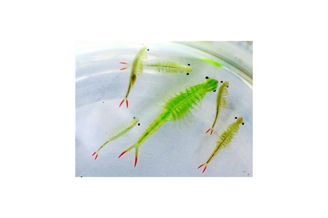 蝦咪蝦？沸水煮也能活？驚見遠古生物
