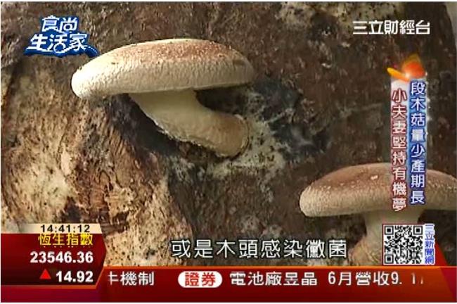 堅持有機人生！上班族夫妻離職種香菇