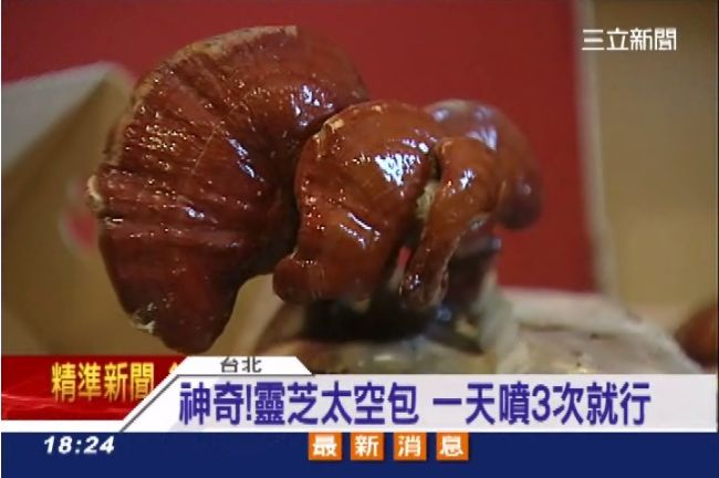靈芝自己種！竟成「好酷」商品搶手貨