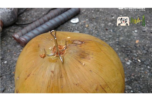 龍蝦不是大物　鄭志偉、陳曉菁找到？