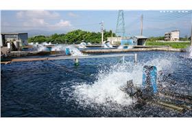 台灣尚青740香魚