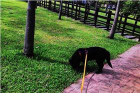 名家（愛毛孩）