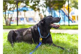 Duke 骨癌狗狗安樂死／http://www.robynarouty.com/