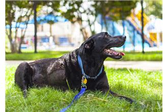 未來「牠」不能在天龍國自由跑、跳了