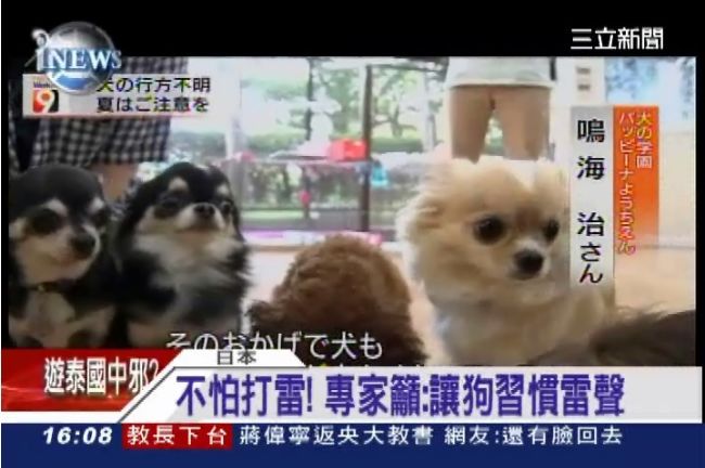 台北優先課徵寵物稅？引起網友論戰