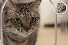 毛小孩,餵食器,寵物,貓