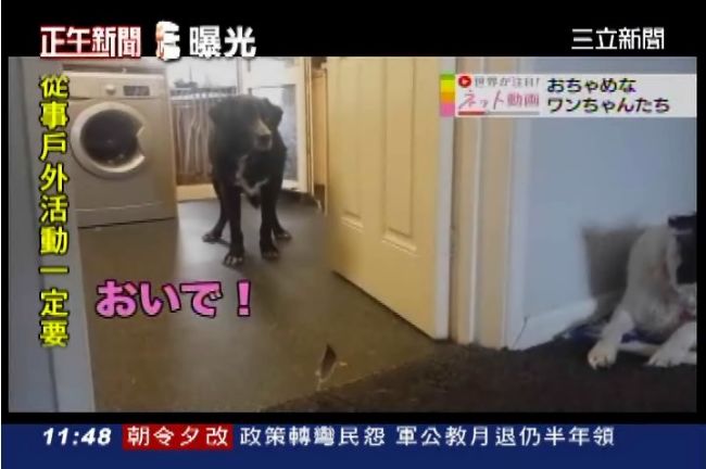 頑皮狗有「恐鳥症」　看到羽毛不敢動