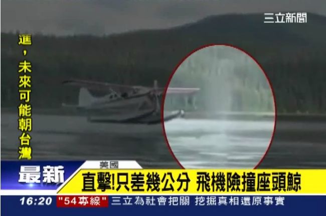只差幾公分　水上飛機險撞上座頭鯨