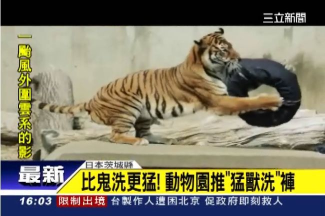 比鬼洗更猛！日動物園推猛獸洗牛仔褲