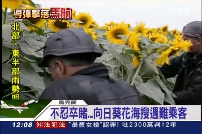 屍體墜向日葵花海　高空結凍硬如石頭