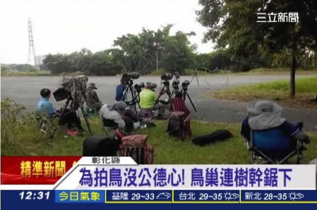 這款人！為拍鳥連樹幹都鋸下