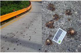 綠島螃蟹遭輾死－圖／翻攝自林孤帆臉書